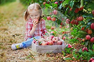 Adorable preschooler girl in red and white shirt picking red ripe organic apples in orchard or on farm on a fall day