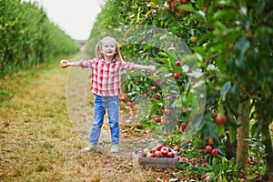 Adorable preschooler girl in red and white shirt picking red ripe organic apples in orchard or on farm on a fall day