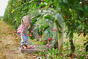 Adorable preschooler girl in red and white shirt picking red ripe organic apples in orchard or on farm on a fall day