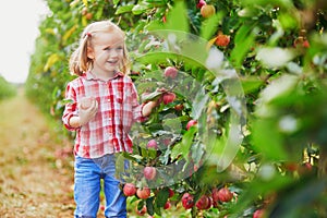 Adorable preschooler girl in red and white shirt picking red ripe organic apples in orchard or on farm on a fall day