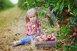 Adorable preschooler girl in red and white shirt picking red ripe organic apples in orchard or on farm on a fall day