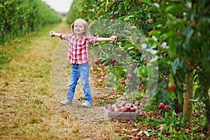 Adorable preschooler girl in red and white shirt picking red ripe organic apples in orchard or on farm on a fall day