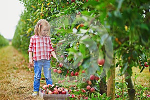 Adorable preschooler girl in red and white shirt picking red ripe organic apples in orchard or on farm on a fall day