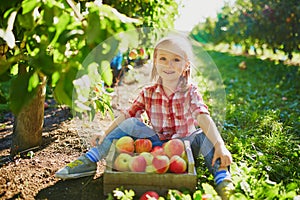 Adorable preschooler girl in red and white shirt picking red ripe organic apples in orchard or on farm on a fall day