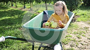 Adorable preschooler girl sitting wheel barrow with basket of yellow apples in orchard or on farm on a fall day