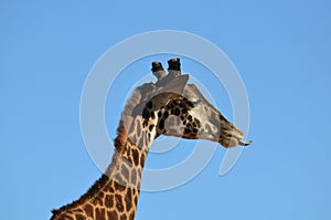 Adorable Profile of a Giraffe with His Tongue Out