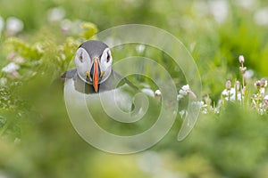 Adorable Puffin Amidst Sea Campion Flowers