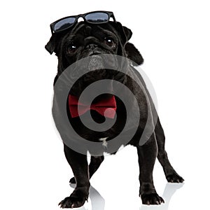 Adorable pug curiously looking forward