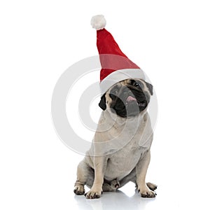 Adorable pug looking away while wearing a Santa Clause hat