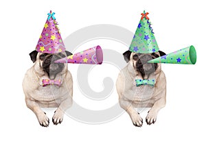 Adorable pug puppy dog hanging with paws on blank banner, wearing colorful birthday party hat and blowing horn