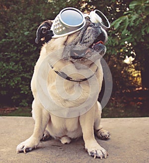 An adorable pug sitting in a park with aviator goggles on toned