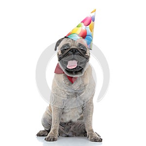 Adorable pug wearing birthday hat and red bowtie