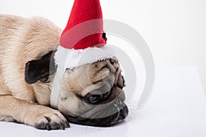 Adorable Pug wearing santa hat in christmas day ready to celebrated