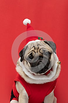 Adorable Pug wearing santa hat in christmas day ready to celebrated