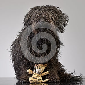An adorable Puli sitting with a stuffed lion