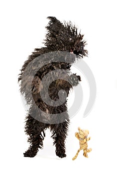 An adorable Puli standing on two legs