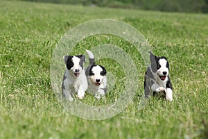 Adorable puppies of Border collie