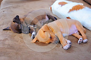 Adorable Puppies Sleeping