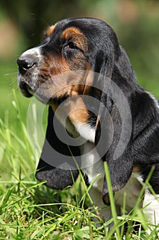 Adorabile parete da cane da caccia erba 