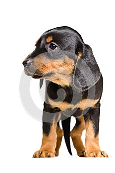 Adorable puppy breed Slovakian Hound