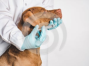 Adorable puppy of chocolate color. Close up