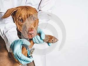 Adorable puppy of chocolate color. Close up