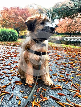 Liebenswert wand der Hund a Herbst Blätter 