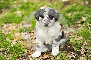 Adorable puppy dog borderCollie breed look-like