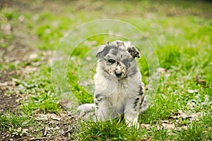 Adorable puppy dog borderCollie breed look-like