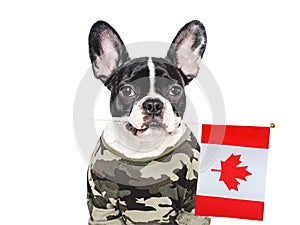 Adorable puppy dog, Canadian Flag and military shirt