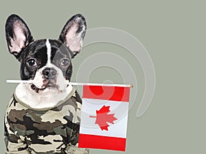 Adorable puppy dog, Canadian Flag and military shirt