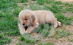 Adorable puppy of the Golden Retriver breed