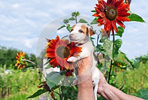 Adorable puppy in hand and sunflower in garden