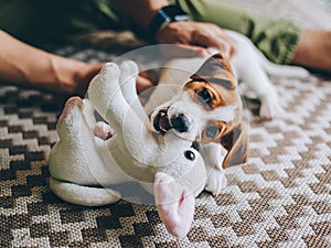 Adorable puppy Jack Russell Terrier on the capet playing with toy