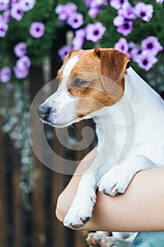 Adorable puppy Jack Russell Terrier in the owners hand.  Portrait of a little dog