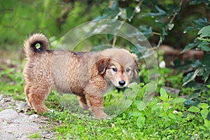 Adorable puppy lying on the green grass in the garden