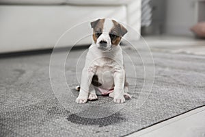 Adorable puppy near wet spot on carpet