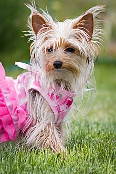 Adorable puppy in pink