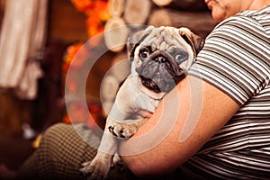 Adorable puppy pug on its owner's arms
