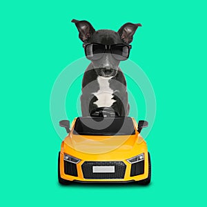 Adorable puppy with stylish sunglasses in toy car on turquoise background