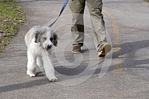 Adorable Puppy Walking on a Leash