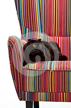 Adorable, purebred, black cat, Scottish fold calmly lying on vintage armchair isolated over white studio background