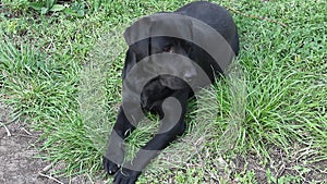 A adorable purebred black labrador lies on the green grass