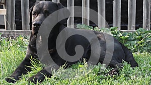 A adorable purebred black labrador lies on the green grass