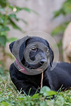 Adorable purebred black labrador retriever puppy chewing a stick