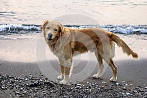 Adorable Purebred Golden Retriever Dog Walking On Beach Of Pebbles And Sand