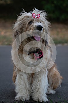 Adorable purebred Romanian Mioritic Shepherd friendly female dog wearing a pink bow looking away to the left