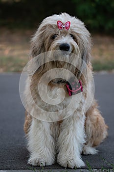 Adorable purebred Romanian Mioritic Shepherd friendly female dog wearing a pink bow looking funny to the camera