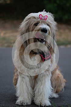 Adorable purebred Romanian Mioritic Shepherd friendly female dog wearing a pink bow sticking her tongue out