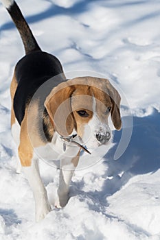 Adorable purebreed beagle puppy.